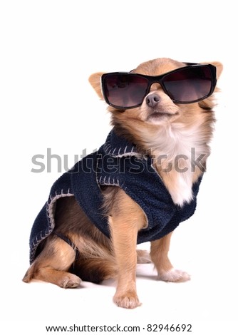 chihuahua jackets