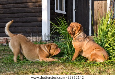 Two dogs of Dogue De Bordeaux breed playing near wooden house