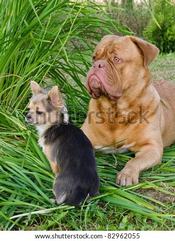 Big and small dogs friends lying on the grass