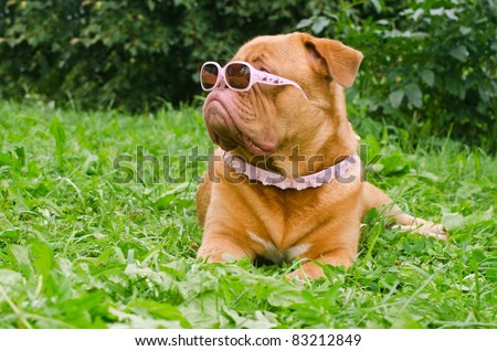 Serious dog of Dogue De Bordeaux breed wearing pink glasses and collar, lying in the summer garden