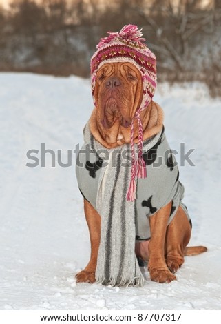 Dog dressed with hat, scarf and sweater at the snow