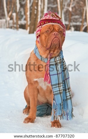 Funny dog wearing winter clothing
