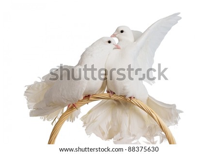 wedding doves for love