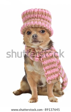 Chihuahua puppy with scarf and hat, isolated