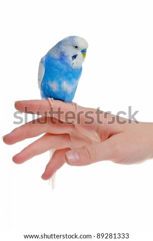 Parrot On Hand