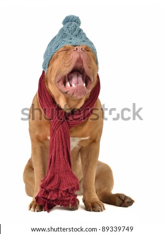 Ridiculous dog with winter clothing isolated