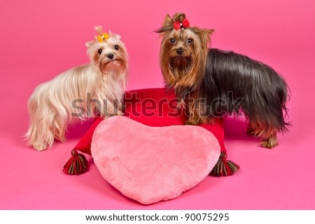 Dogs Valentines Pictures