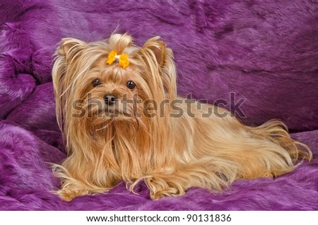 Golden Yorkshire terrier lying against purple furs