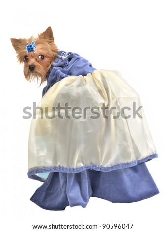  Fashioned Dresses on Elegant Dog With Blue Old Fashioned Dress Isolated Stock Photo