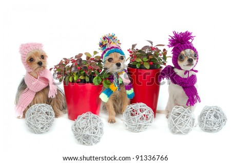 Three Christmas chihuahua dogs with winter scarfs and hats