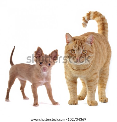 Small dog and big cat, isolated on white background