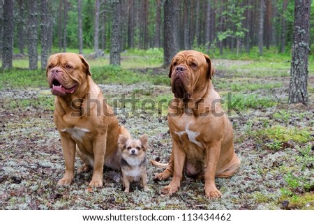 Three dogs in the pine forest
