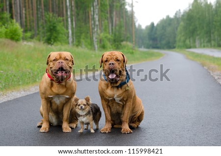Three dogs sitting on a road in a forest