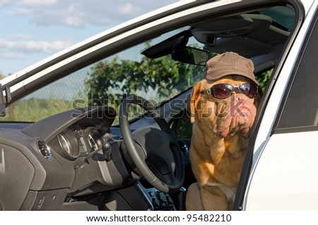 Dog driver with sunglasses and hat