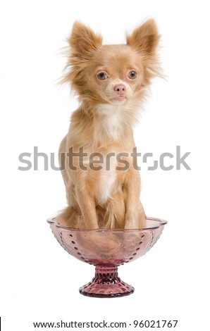 Tiny chihuahua puppy sitting in a pink glass bowl