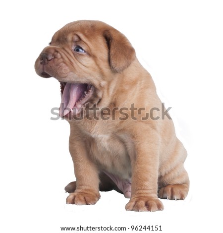 Puppy Yawning