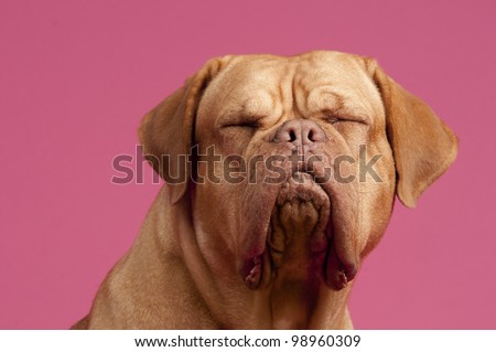 French Mastiff Dog with eyes closed against pink background