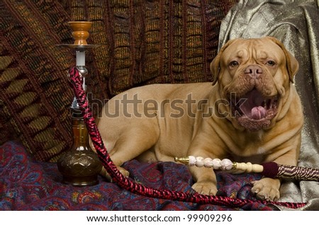 Animal Hookah