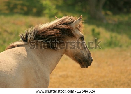 Head of a semi-wild Polish Konik horse