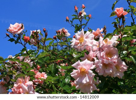 Summer garden with pink romantic roses against a blue sky