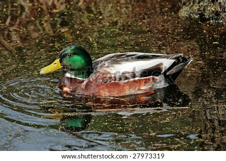 The male Mallard (Anas platyrhynchos) or wild duck swimming in water