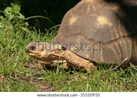 The Aldabra Giant Tortoise (Geochelone gigantea, land turtle) with grass