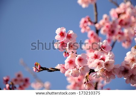 Fresh, pink, soft spring cherry tree blossoms on pink bokeh background. Very shallow DOF.