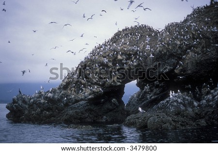 Gull Island Ak