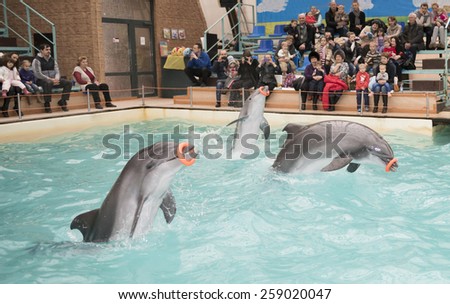 RUSSIA, ROSTOV-ON-DON- FEBRUARY 1- Dolphins -Mom and two sons perform exercises with rubber rings in the Rostov dolphinarium on February 1, 2015 in Rostov-on-Don