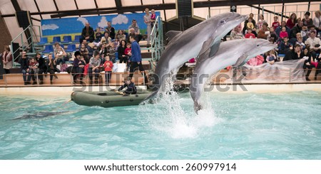 RUSSIA, ROSTOV-ON-DON- FEBRUARY 1- Dolphin drags the boy in the boat, the audience admired what he saw in the Rostov dolphinarium on February 1, 2015 in Rostov-on-Don