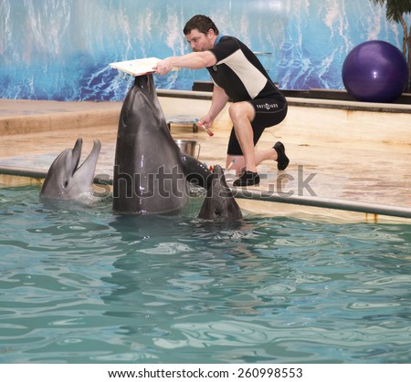 RUSSIA, ROSTOV-ON-DON - FEBRUARY 1- Dolphin -Mom makes an imprint of the lips in the picture under the guidance of the trainer in the Rostov dolphinarium   on February 1, 2015 in Rostov-on-Don