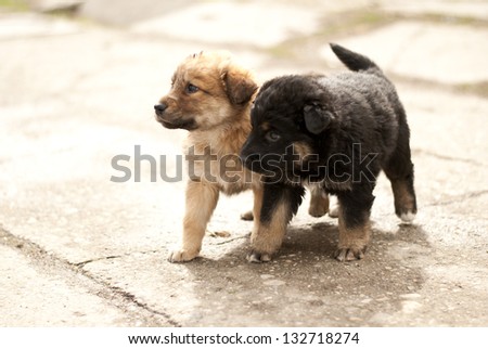 brown black puppies