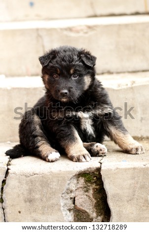little black dog on stairs