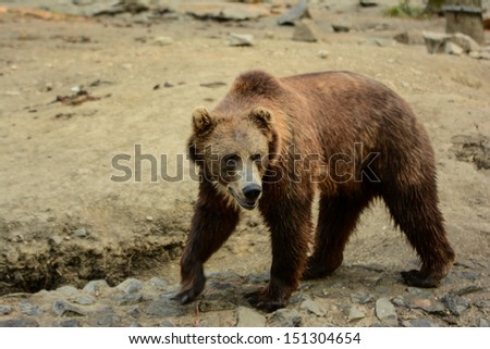 big bear walking searching for pray