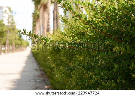beautiful trimmed hedge