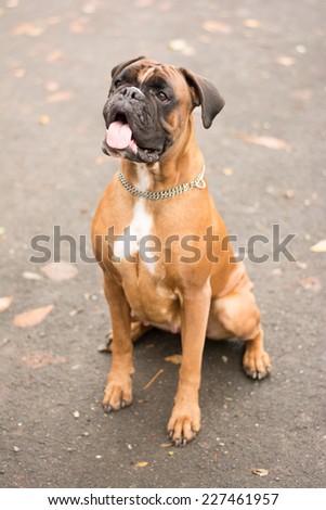 cute boxer dog starring with her tongue out begging