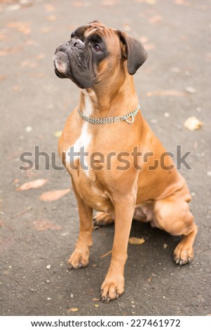 cute boxer dog starring with her tongue out begging