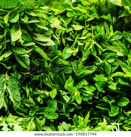 Fresh Herbs Background close up. Fresh raw mint leaves background, square.
