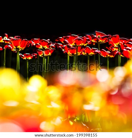 Beautiful spring flowers on black background. Red tulips over black with bokeh.
