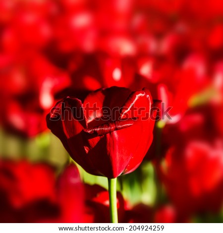 One single tulip over Red flower background texture, macro