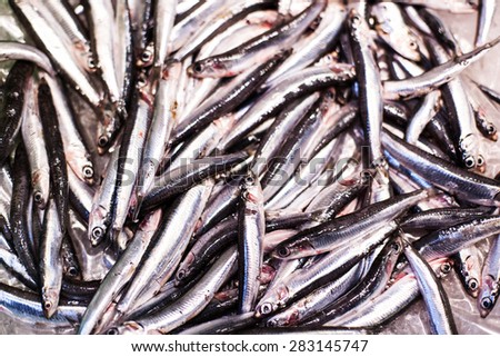 Delicious  Fresh fish on ice on the market. Smelt  fish on white iced background - healthy food, diet or cooking concept