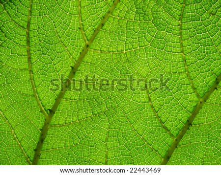 Design of leaf structure