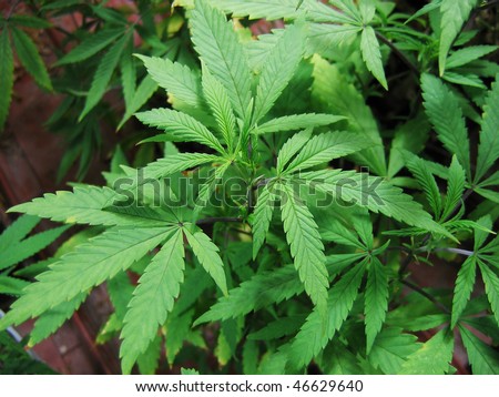 Hemp plant (cannabis)
