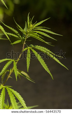 Hemp plant (Cannabis)