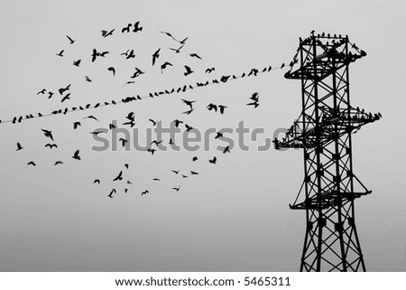 flocks of birds flocks of birds