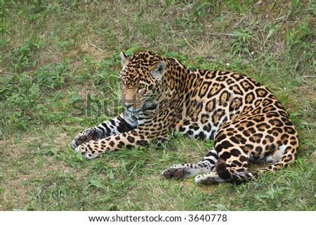 a jaguar lie down on the grass