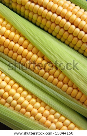 maize cob detail between green leaves