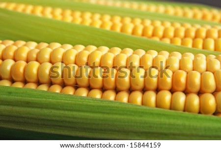 maize cob detail between green leaves
