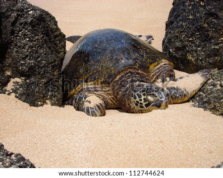 Large adult sea turtle between two volcanic rocks on the North Shore of Hawaii