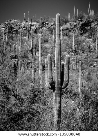 Arizona Sonoran desert saguaros in black and white